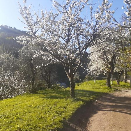 Quinta Dos Carvalhos The Wine House Farm In Center Of Lamego - Capital Of The Douro Villa Exterior foto