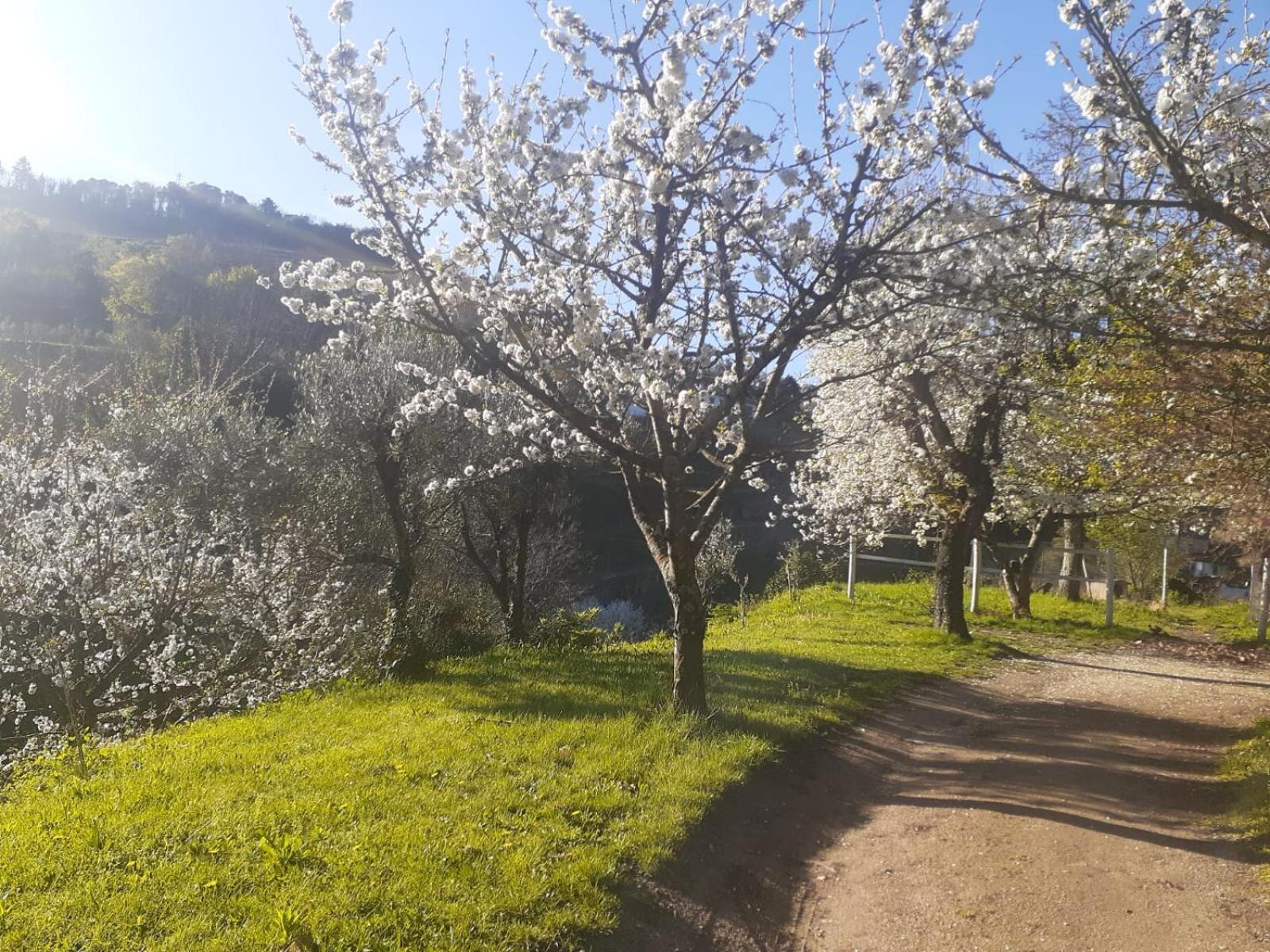 Quinta Dos Carvalhos The Wine House Farm In Center Of Lamego - Capital Of The Douro Villa Exterior foto