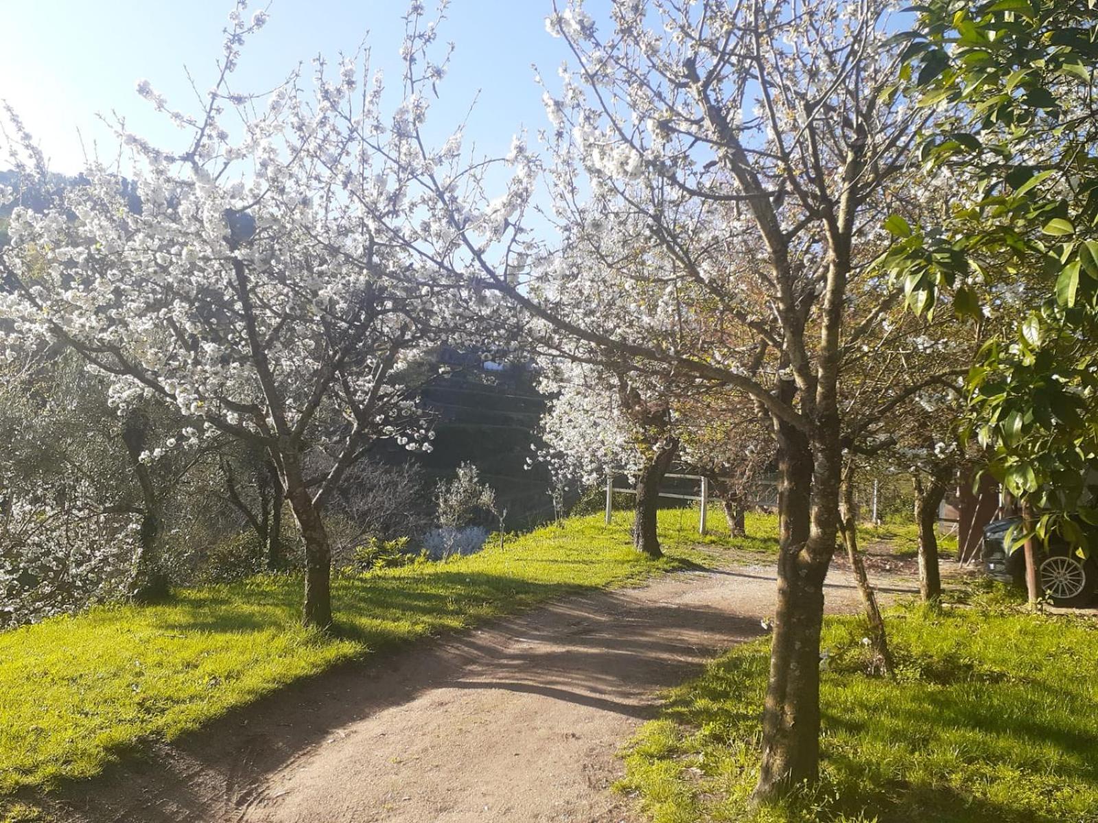 Quinta Dos Carvalhos The Wine House Farm In Center Of Lamego - Capital Of The Douro Villa Exterior foto